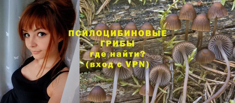 закладка  Бокситогорск  Псилоцибиновые грибы Psilocybe 